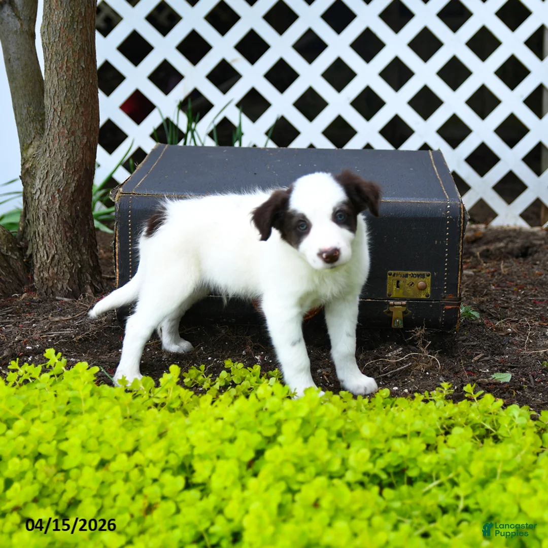 Border Collie dogs for sale: Louie - Ad 3