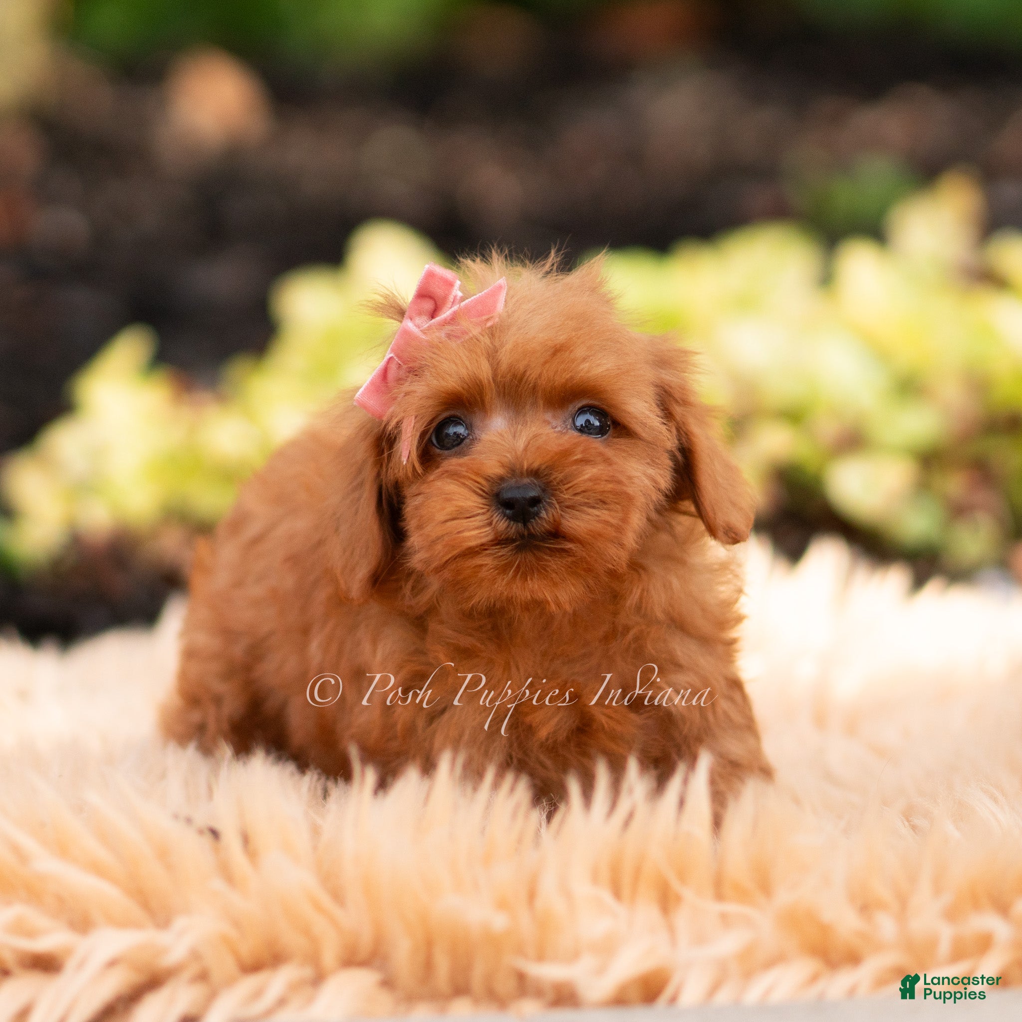 Maltipoo dogs Merrelle - Ad 13
