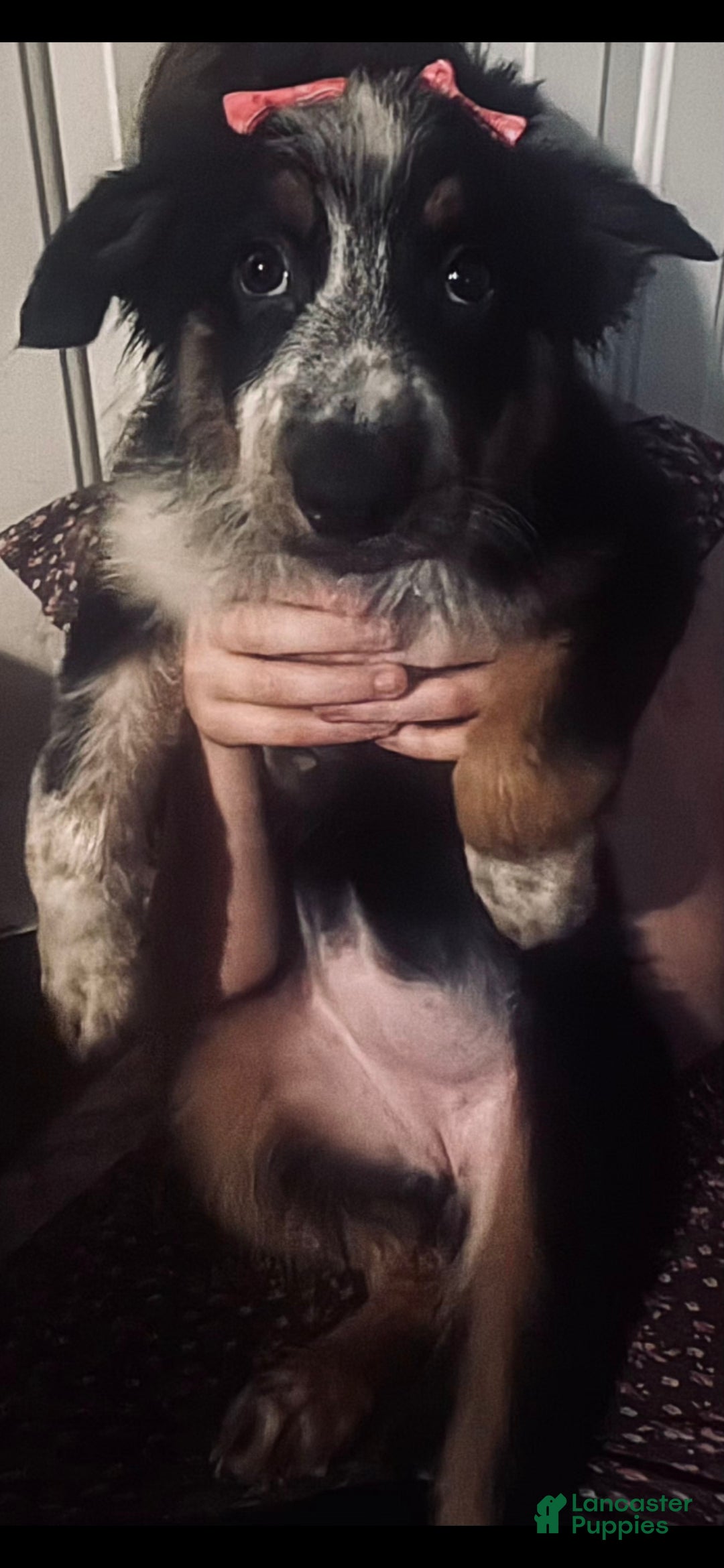 Mixed Breed dogs Female (Wendy) - Ad 7