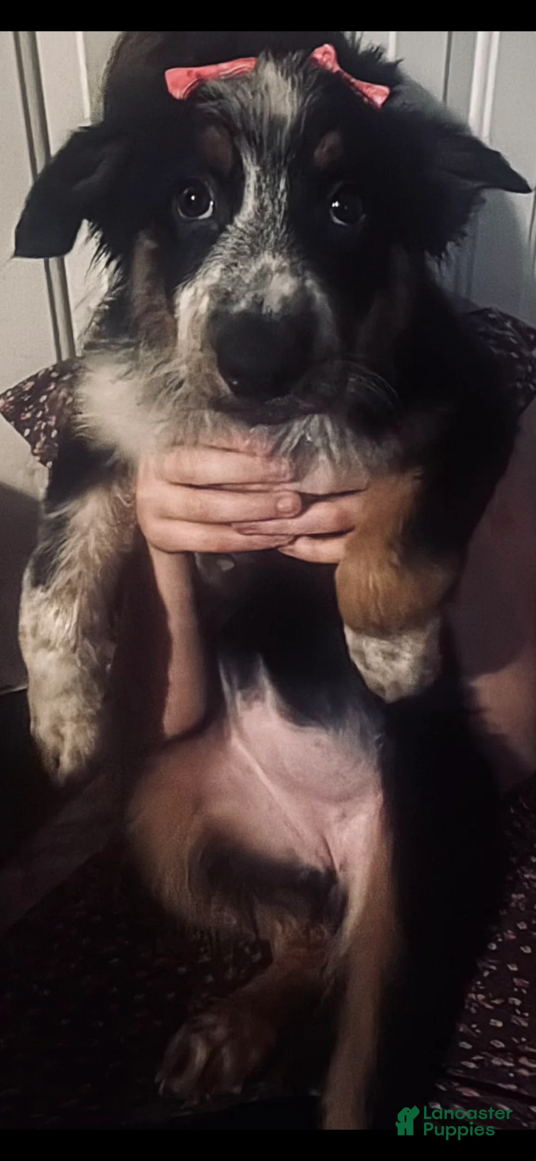 Mixed Breed dogs for sale: Female (Wendy) - Ad 2