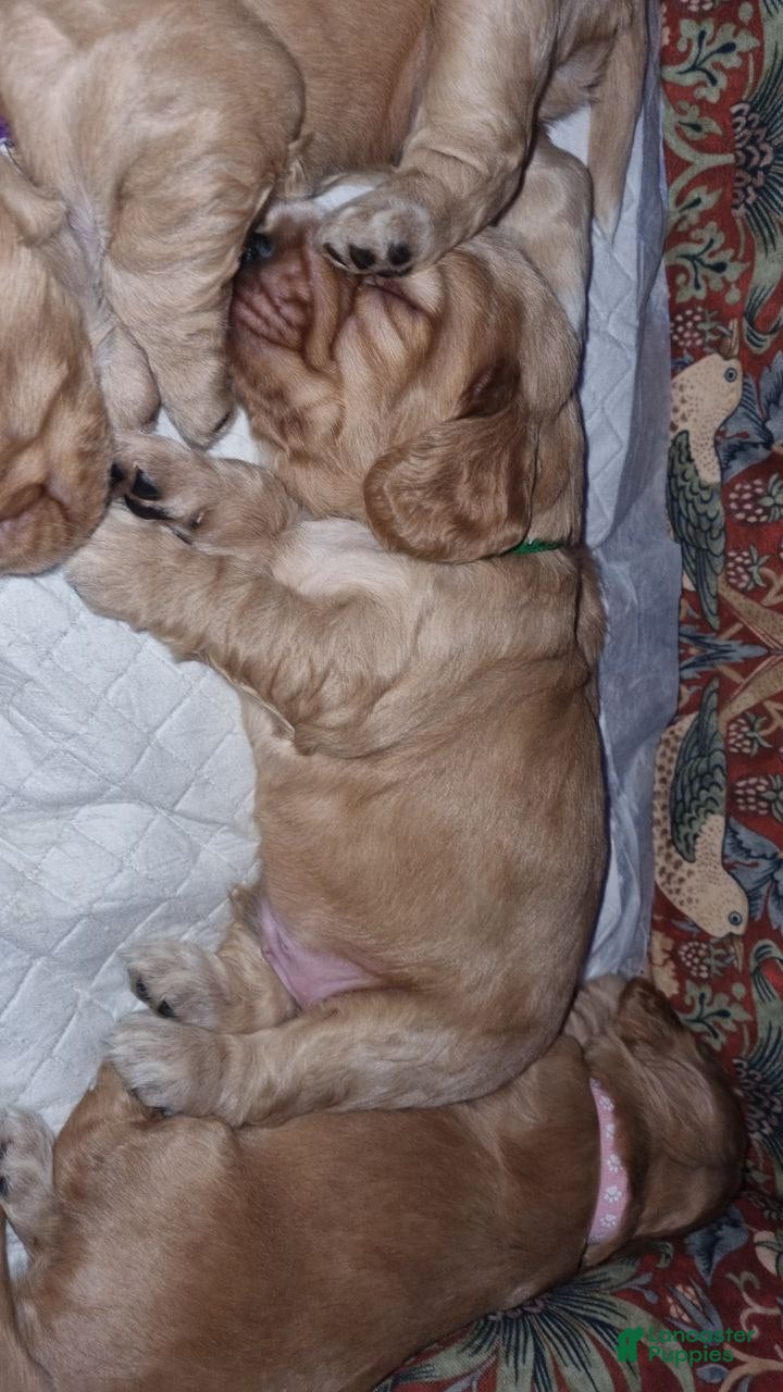 English Cocker Spaniel dogs English Cocker Spaniel Puppy 2 - Ad 5