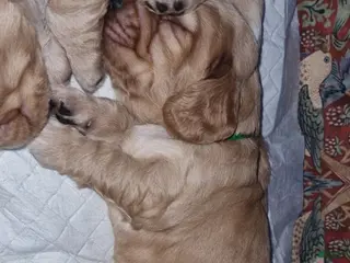 English Cocker Spaniel dogs English Cocker Spaniel Puppy 2 - Ad 5