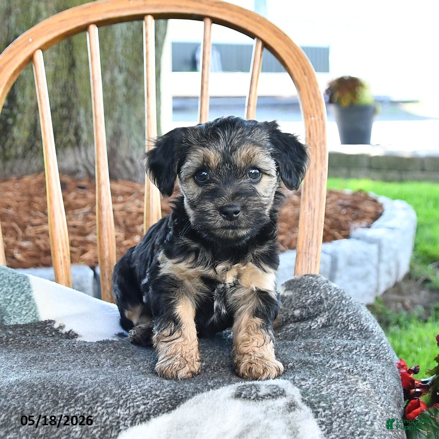 Yorkiepoo dogs Mocha - Ad 2