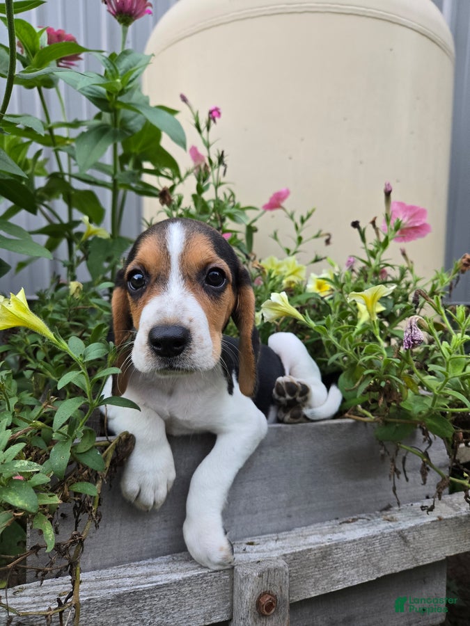 Beagle dogs Derby - Ad 2