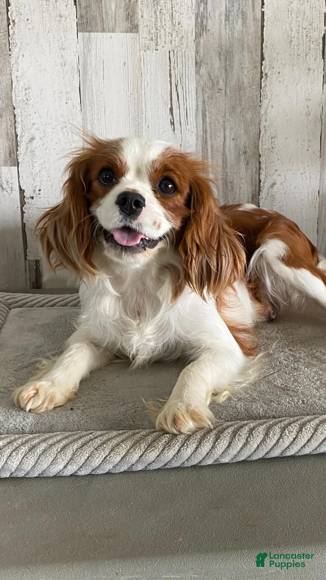 Cavapoo dogs for sale: Zabo - Ad 5