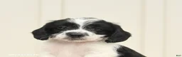 Mixed Breed dogs for sale: Felix - Ad 5