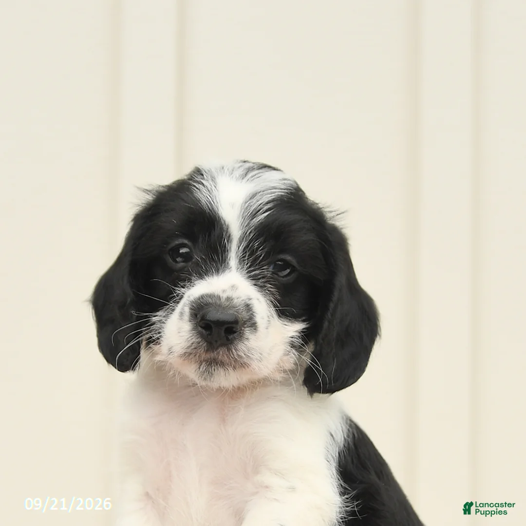 Mixed Breed dogs for sale: Felix - Ad 5
