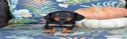 Miniature Dachshund dogs for sale: Honey - Ad 3