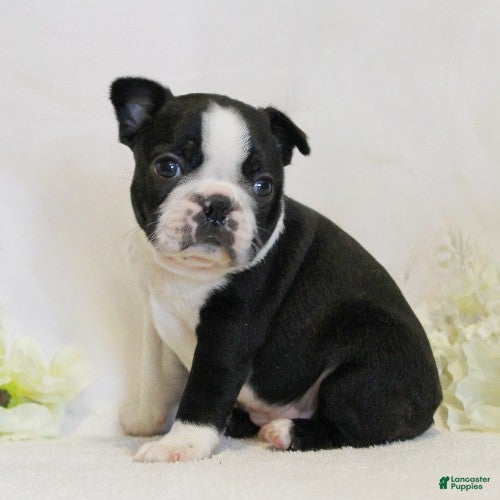 Boston Terrier dogs Riley - Ad 1