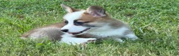 Welsh Corgi Pembroke dogs for sale: Hoss - Ad 9
