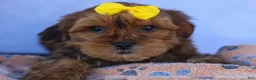 Shorkie dogs for sale: RANDY - Ad 9