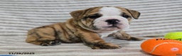 English Bulldog dogs for sale: Jaxon - Ad 5