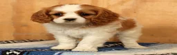 Cavalier King Charles Spaniel dogs for sale: Petunia - Ad 6