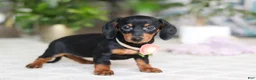 Miniature Dachshund dogs for sale: Chloe - Ad 5