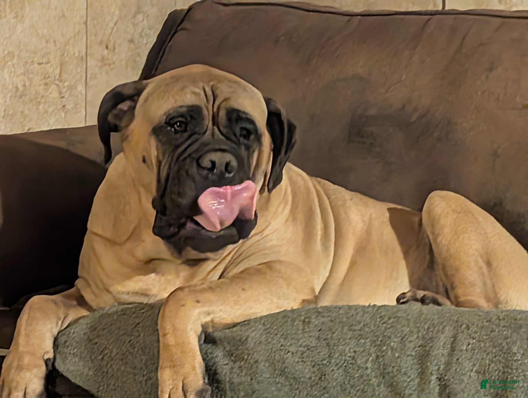 Bullmastiff dogs Bullmastiff Puppy 1 - Ad 1