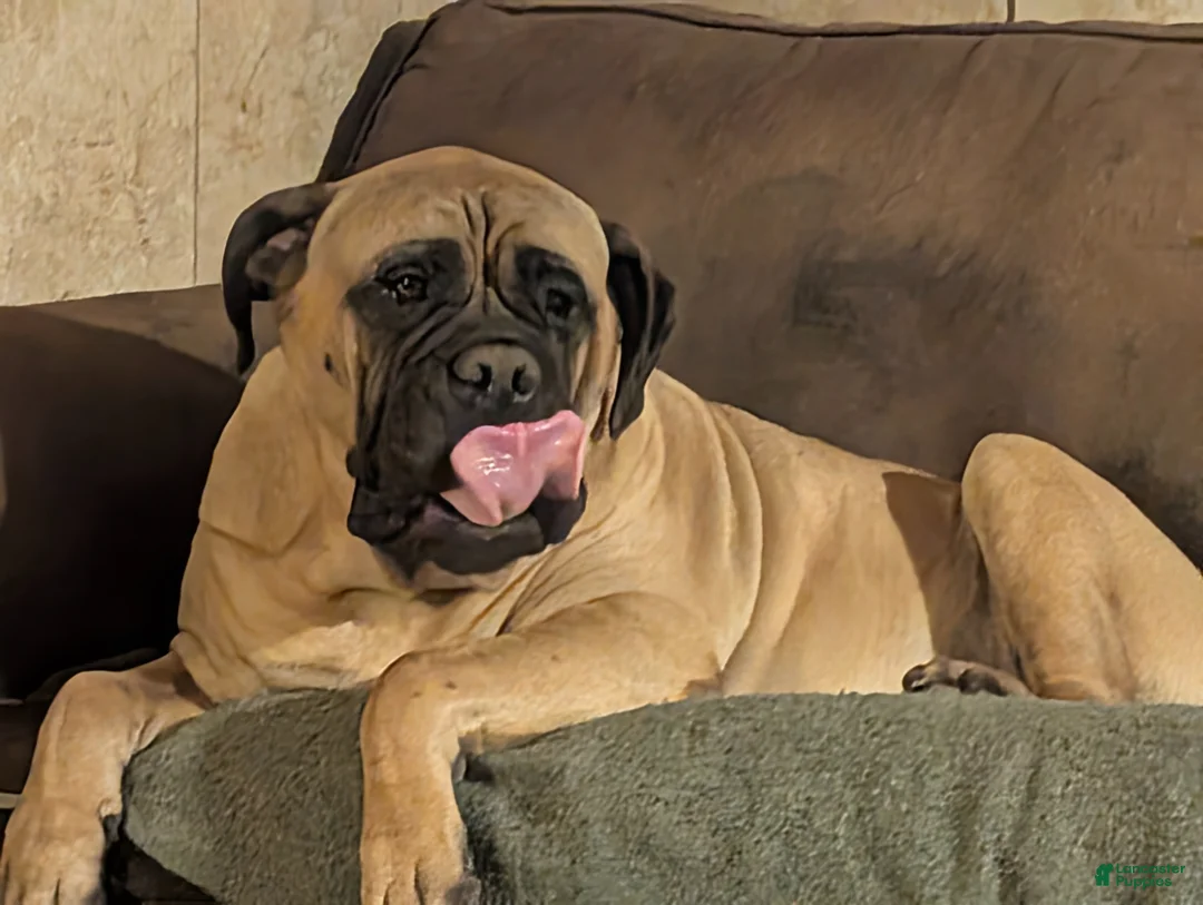Bullmastiff dogs for sale: Bullmastiff Puppy 1 - Ad 1