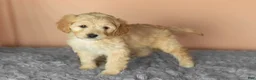 Mixed Breed dogs for sale: Brutus  - Ad 2