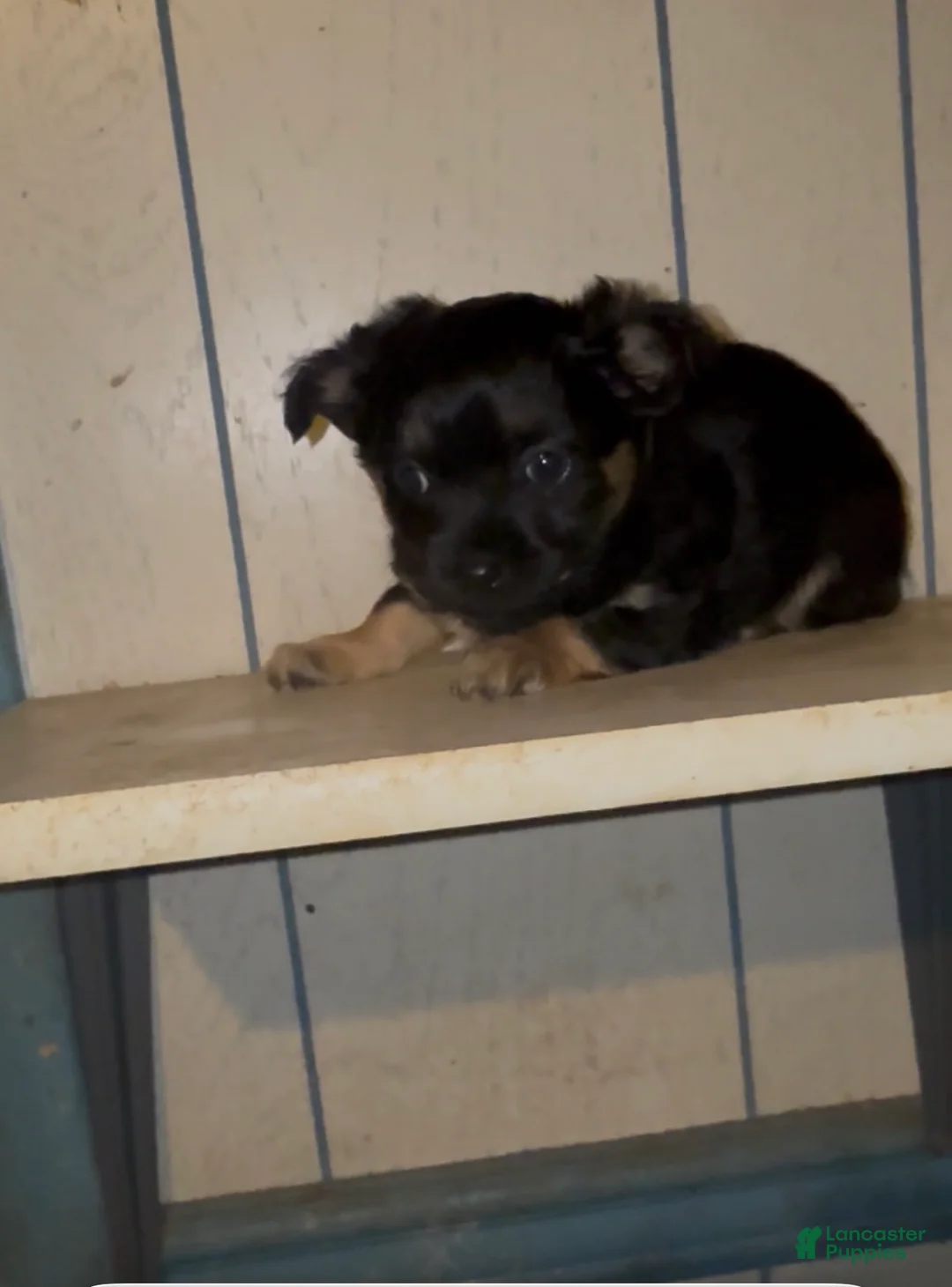 Chiweenie dogs for sale: Chiweenie Puppy 1 - Ad 4