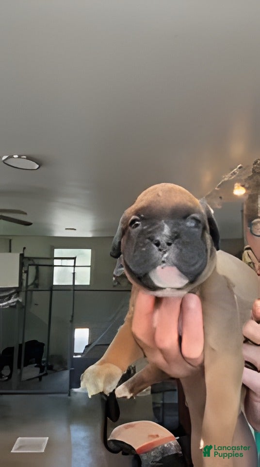 Boxer