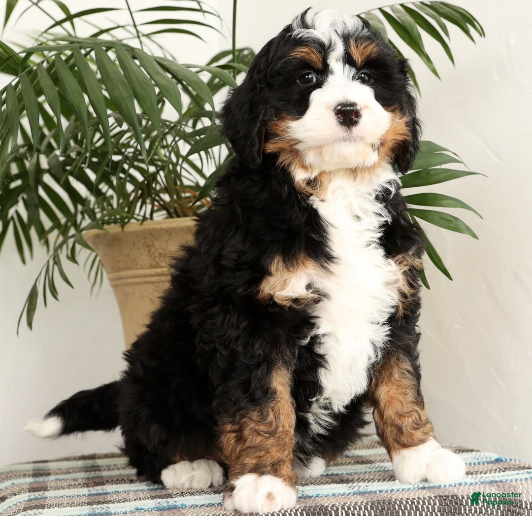 Mini Bernedoodle dogs for sale: Bingo - Ad 5