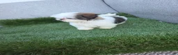 Shih Tzu dogs for sale: Shih Tzu lucas - Ad 6