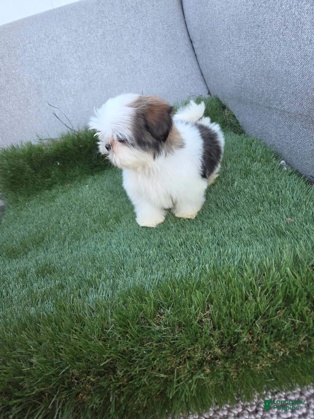 Shih Tzu dogs for sale: Shih Tzu lucas - Ad 6