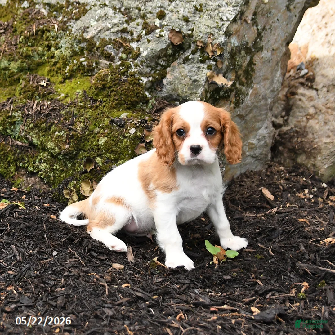 Cavalier King Charles Spaniel dogs for sale: Dozer - Ad 2