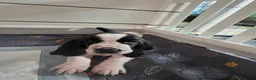 Basset Hound dogs for sale: 🩷READY NOW Dark green collar - Ad 2