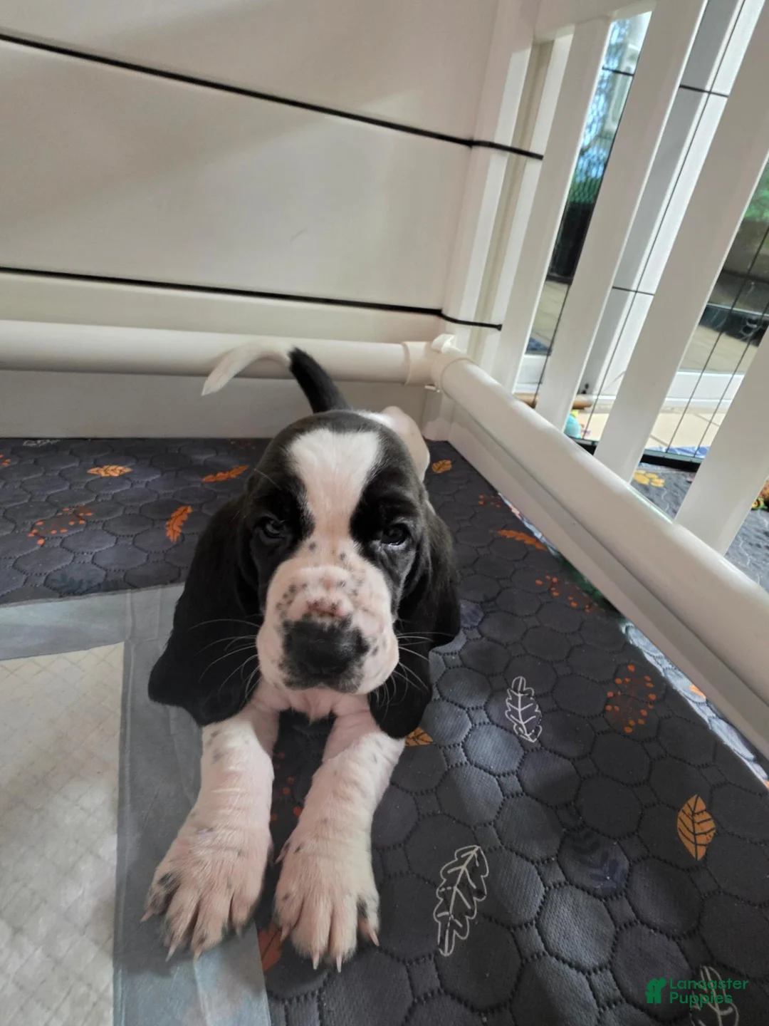 Basset Hound dogs for sale: 🩷READY NOW Dark green collar - Ad 2