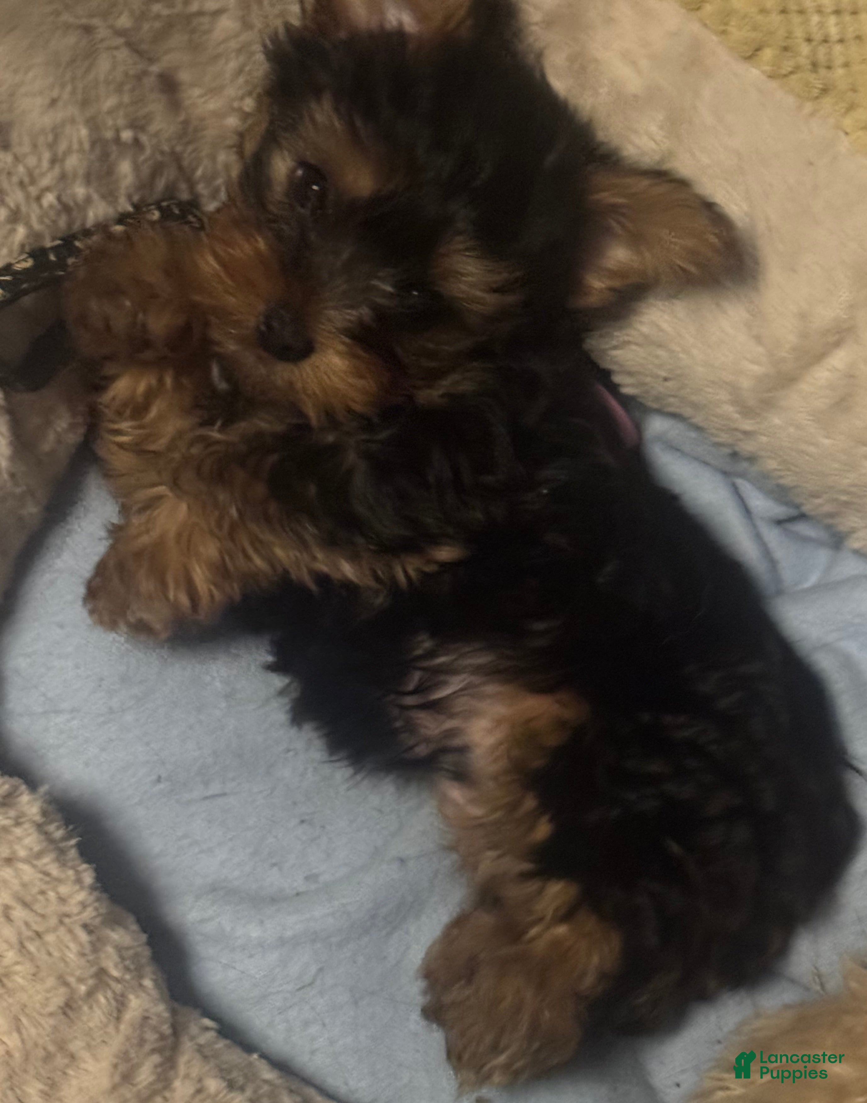 Yorkshire Terrier dogs Yorkshire Terrier 1  - Ad 2