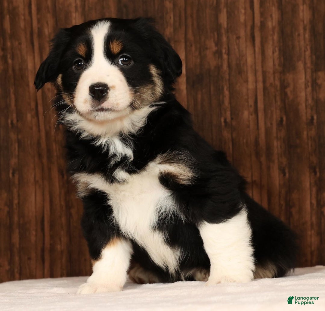 Miniature Australian Shepherd dogs for sale: Twilight - Ad 4