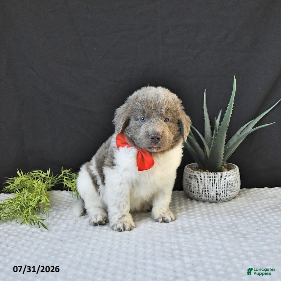 Newfoundland dogs Jasper - Ad 2