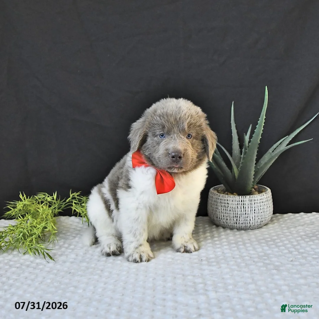 Newfoundland dogs for sale: Jasper - Ad 2
