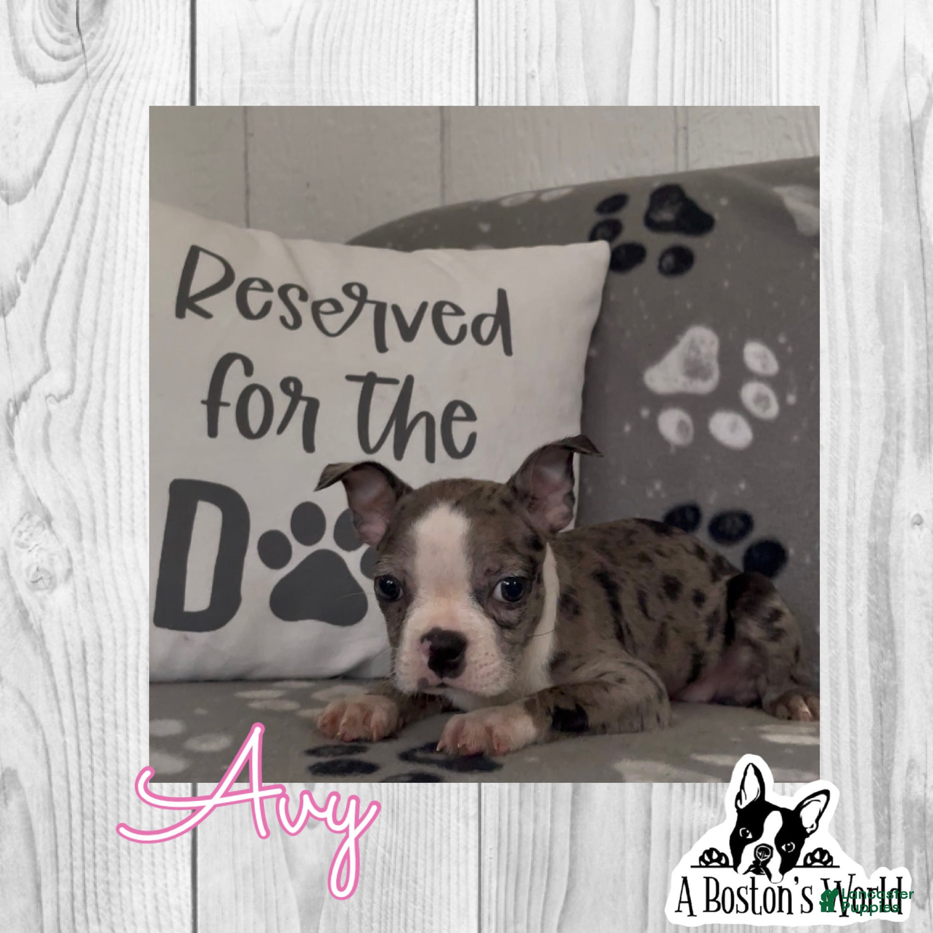 Boston Terrier dogs Avy - Ad 1