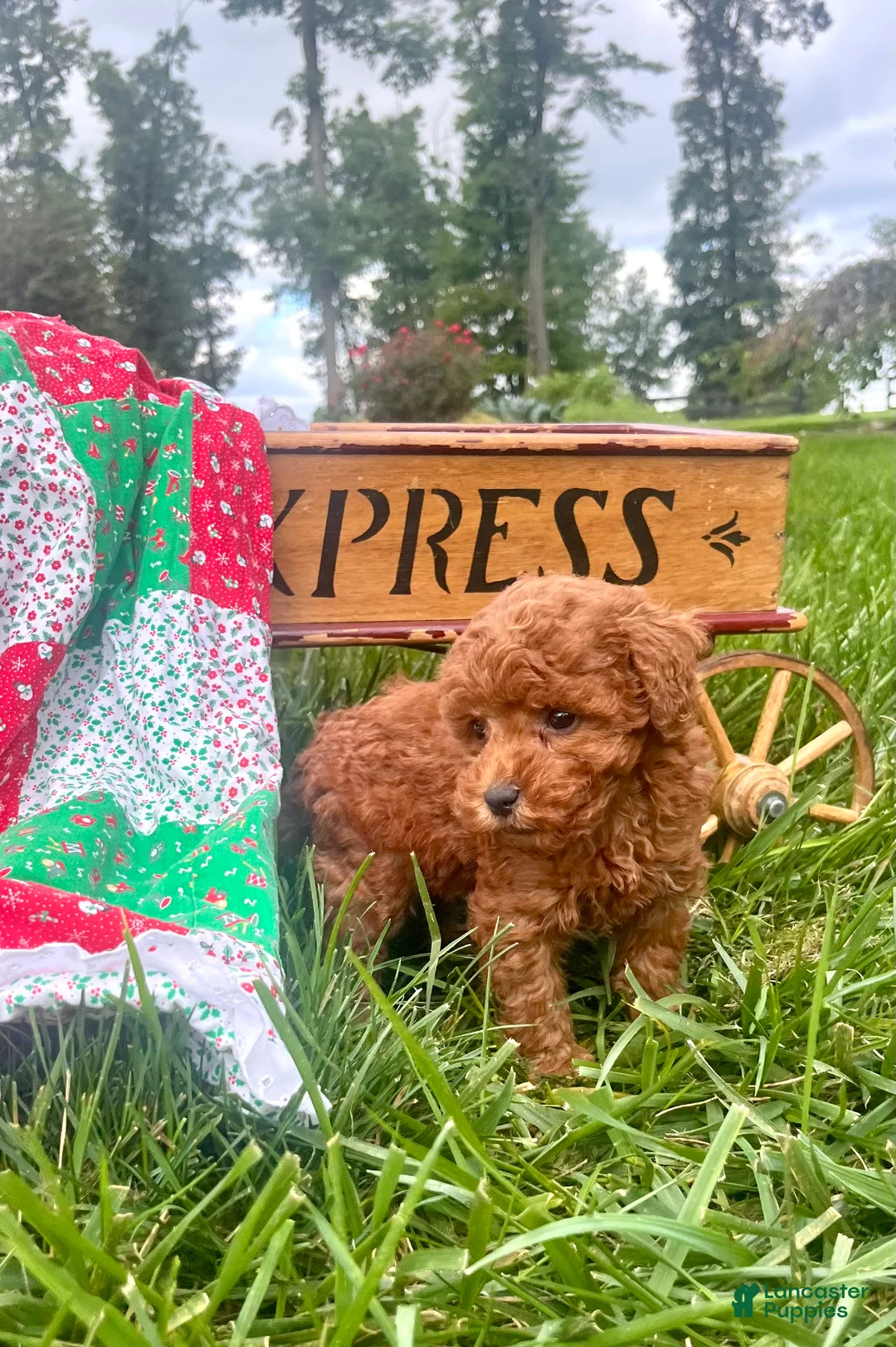 Miniature Poodle dogs for sale: Serena❤️AKC Genetic Tested - Ad 1