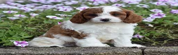 Cavapoo dogs for sale: Domino - Ad 7