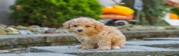 Maltipoo dogs for sale: Posie - Ad 3