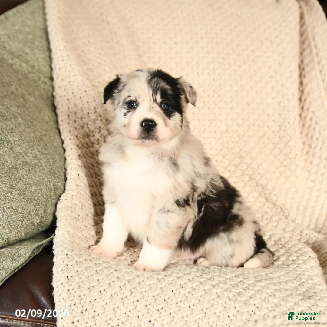Mixed Breed dogs for sale: Macy - Ad 1