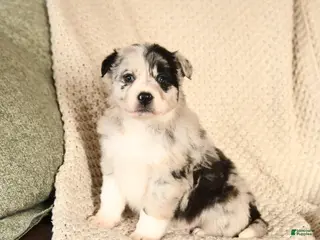 Mixed Breed dogs Macy - Ad 13