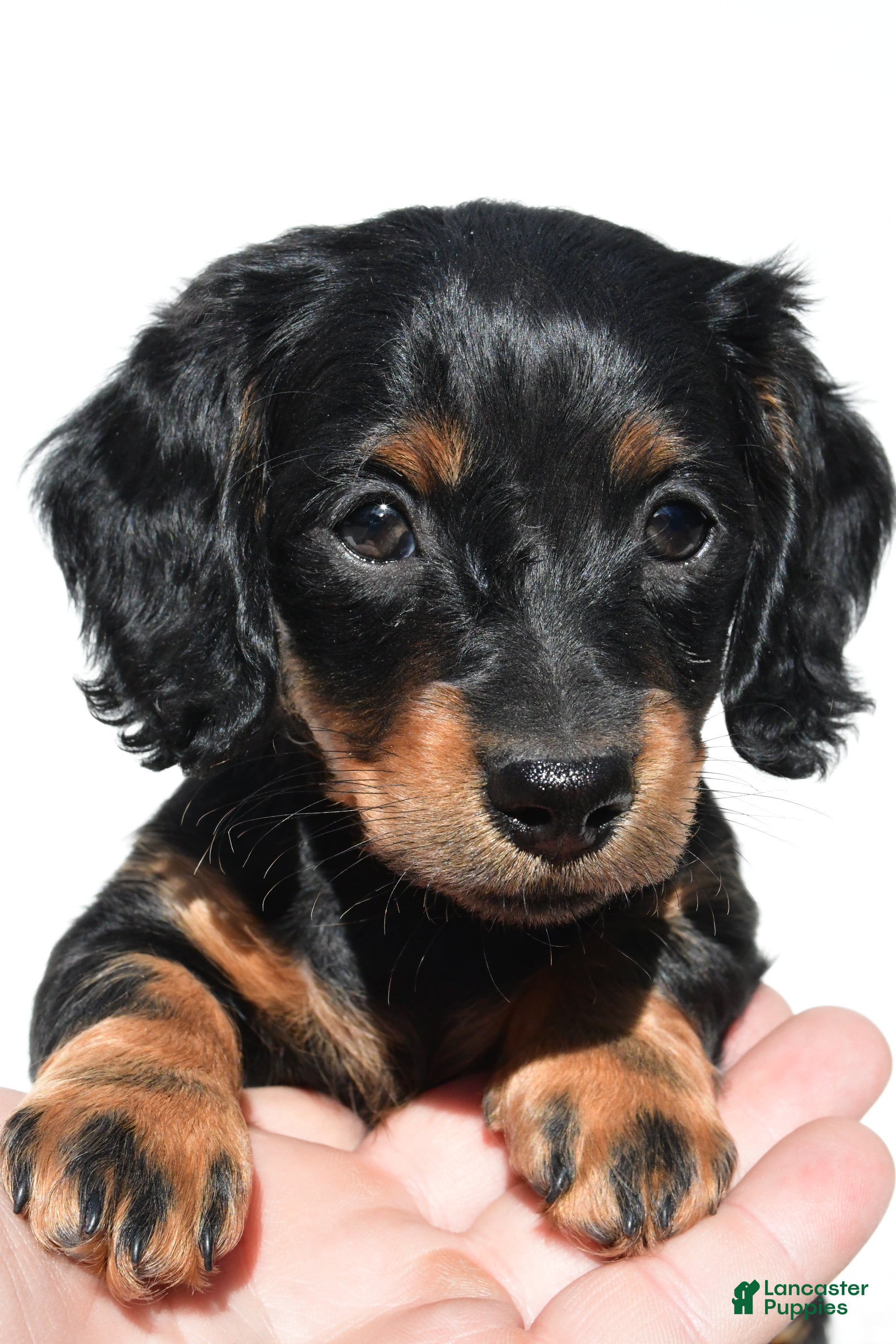 Miniature Dachshund dogs for sale: Anna - Ad 4