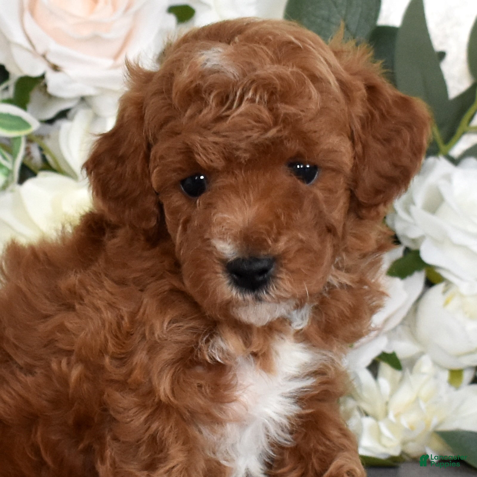 Toy Poodle dogs Palmer  - Ad 1