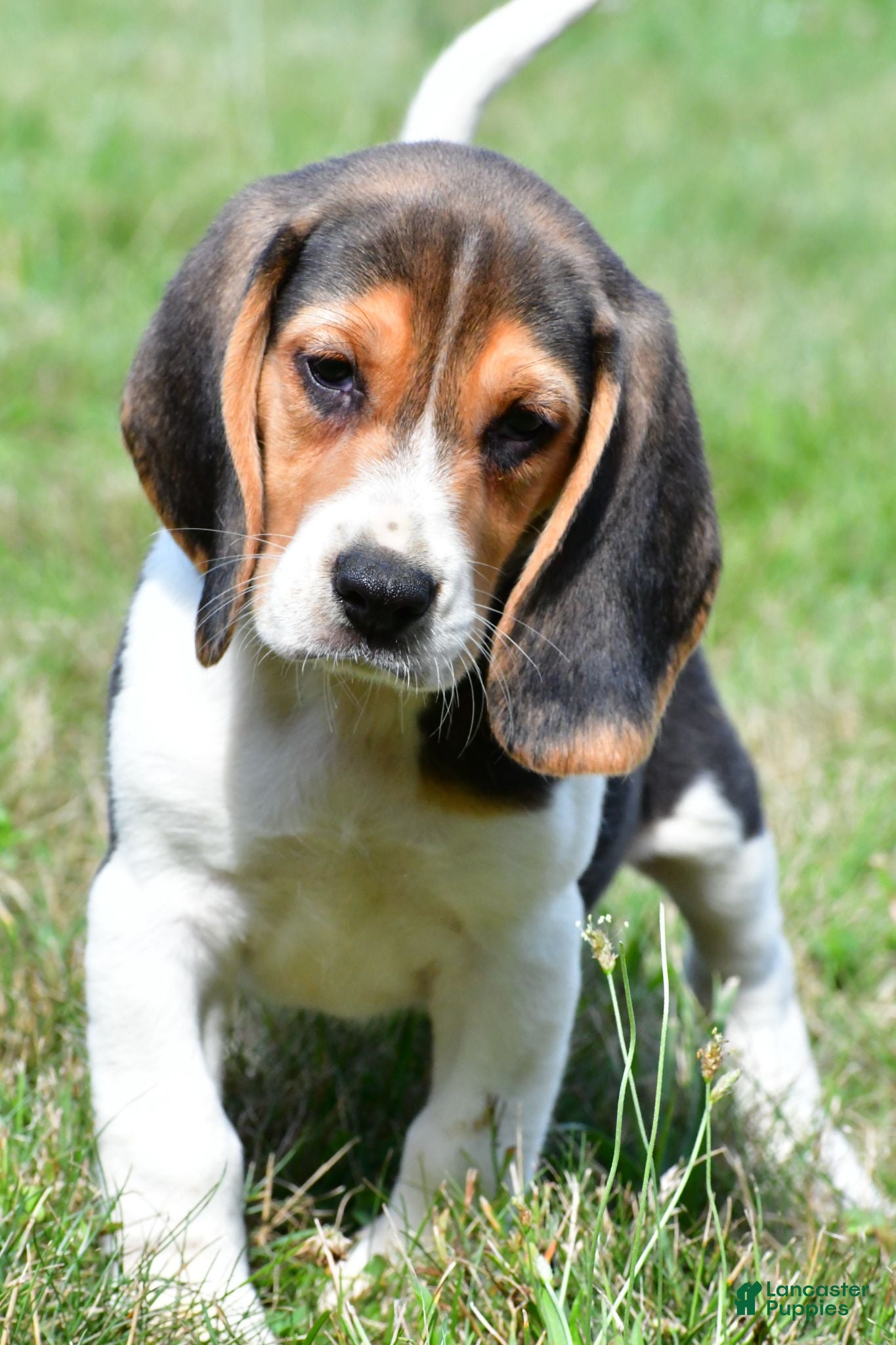 Beagle dogs Diesel - Ad 1