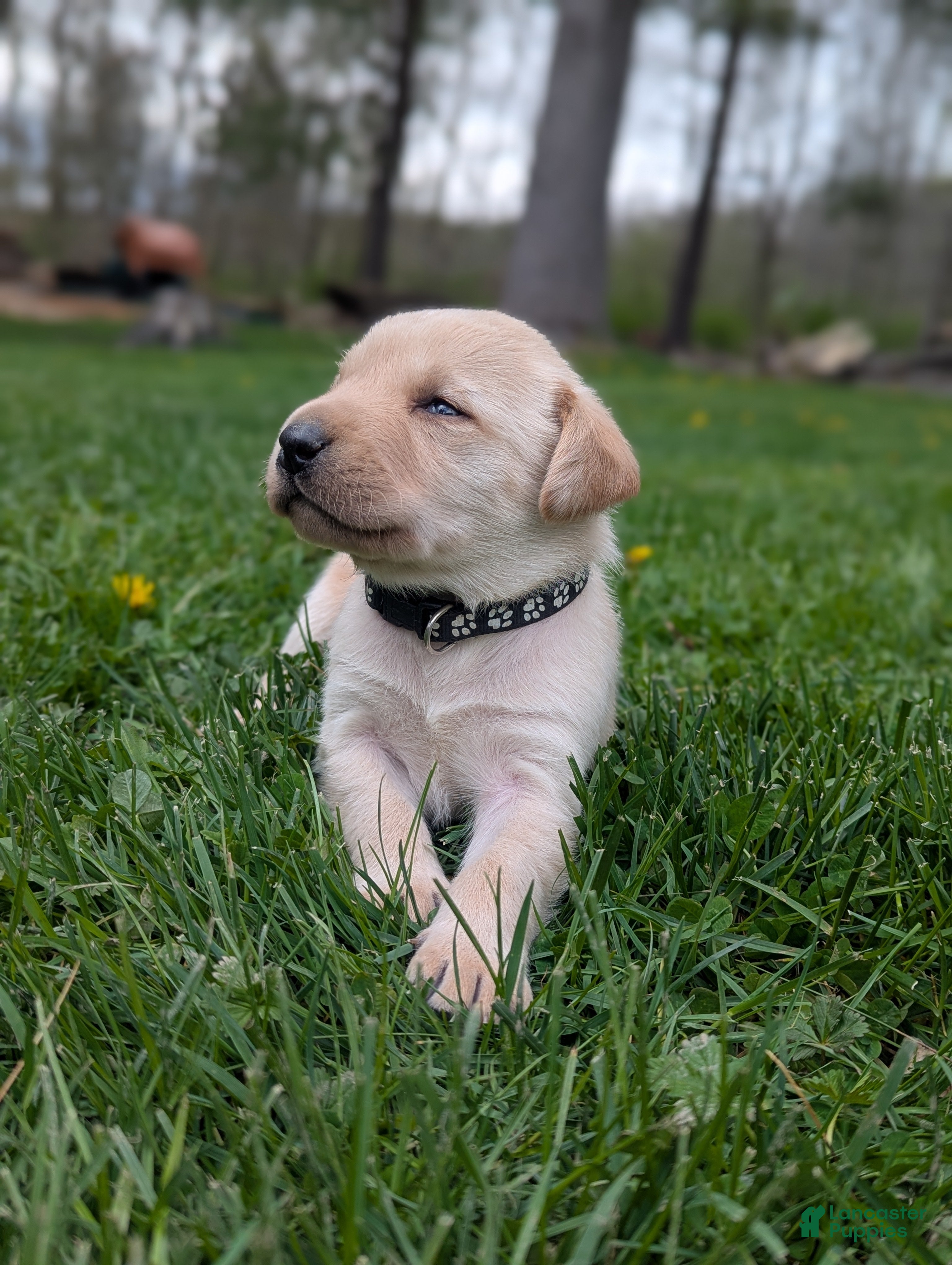 Labrador Retriever dogs Chris - Ad 1