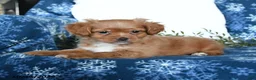 Shihpoo dogs for sale: Waylen - Ad 3