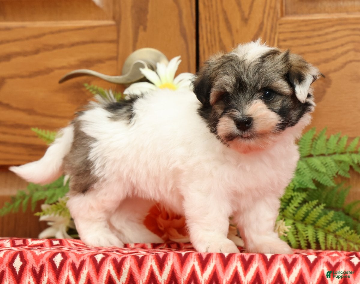 Havanese dogs Randy - Ad 1