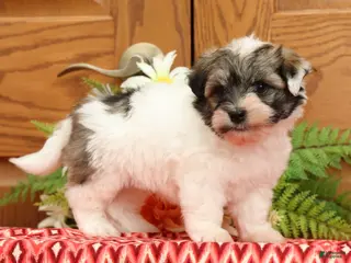 Havanese dogs for sale: Randy - Ad 2