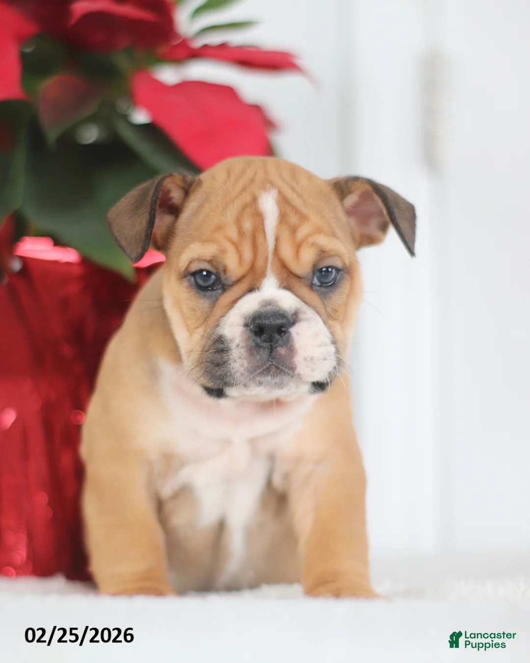 English Bulldog dogs for sale: Rosie - Ad 4