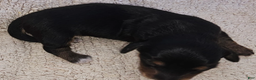 Miniature Dachshund dogs for sale: Lou Long-haired - Ad 1