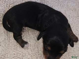 Miniature Dachshund dogs Lou Long-haired - Ad 16