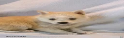Pomsky dogs for sale: Latte - Ad 4